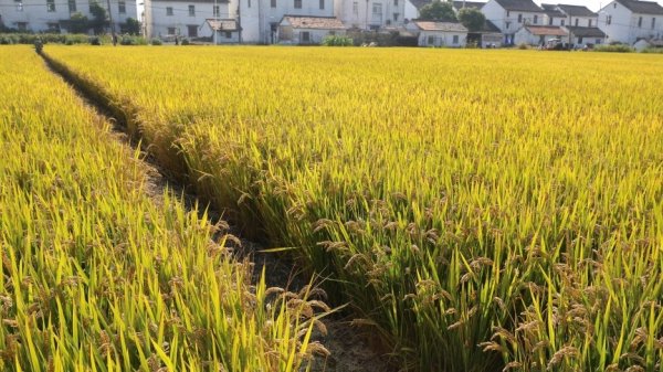 倍顺网 明起南方新一轮降雨来袭 全国大部分地区气温波动上升